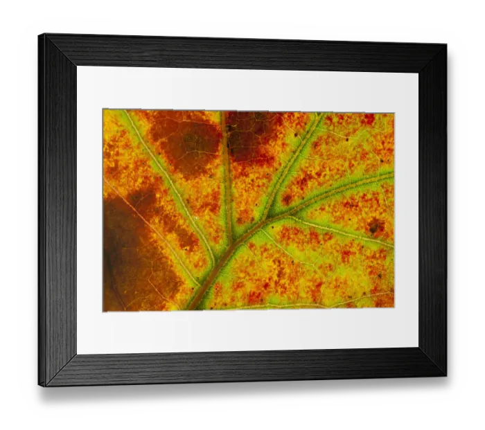 Framed Print : Close-up of Blackjack oak (Quercus marilandica) leaf close up changing colour, Pinelands Reserve Framed Print : Close-up of Blackjack oak (Quercus marilandica) leaf close up changing colour, Pinelands Reserve