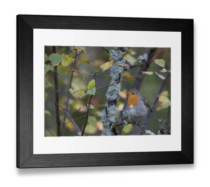 Framed Print : Robin (Erithacus rubecula) Uto Finland September Framed Print : Robin (Erithacus rubecula) Uto Finland September