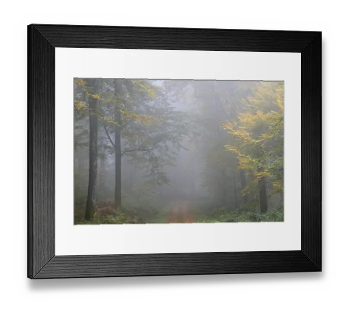 Framed Print : Beech (Fagus) forest in autumn. Vosges mountain, France, October Framed Print : Beech (Fagus) forest in autumn. Vosges mountain, France, October