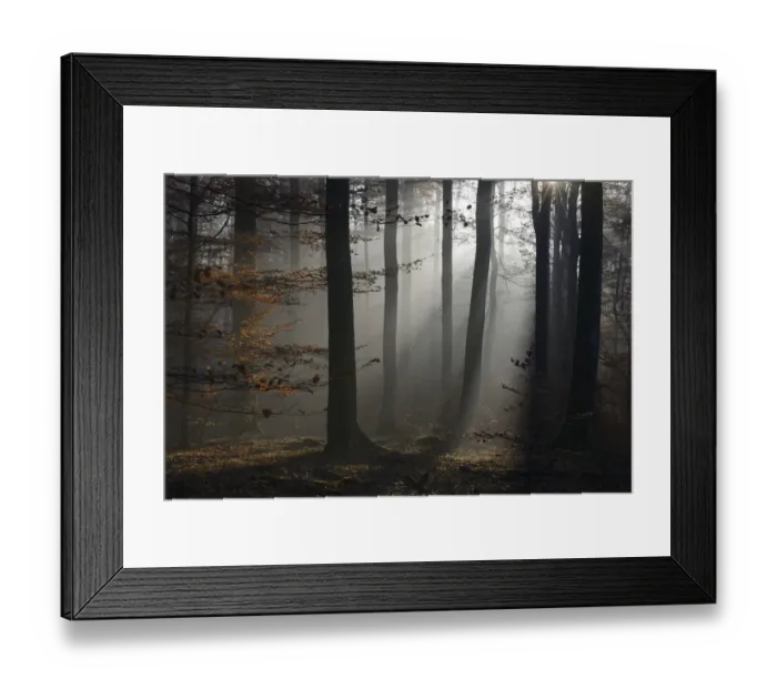 Framed Print : Beech (fagus) forest in autumn. Vosges mountain, France, October Framed Print : Beech (fagus) forest in autumn. Vosges mountain, France, October