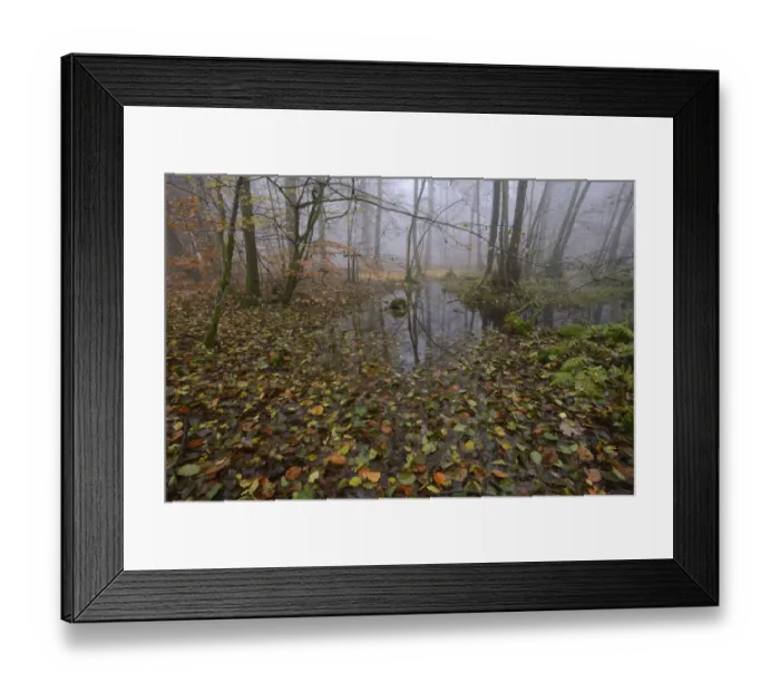 Framed Print : Forest in autumn with mist and puddles. Vosges mountain, France, October Framed Print : Forest in autumn with mist and puddles. Vosges mountain, France, October