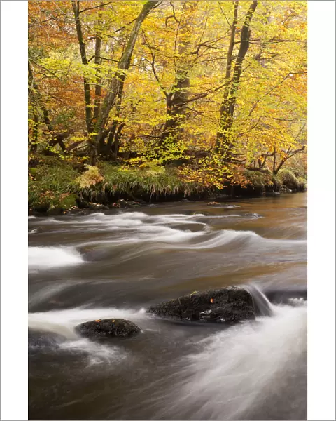 River Dart, near Newbridge, Dartmoor National Park, Devon, England, UK, November 2011