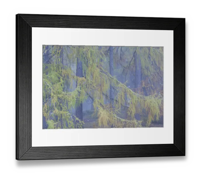Framed Print : European larch (Larix decidua) trees in mist, Scotland, UK, October Framed Print : European larch (Larix decidua) trees in mist, Scotland, UK, October
