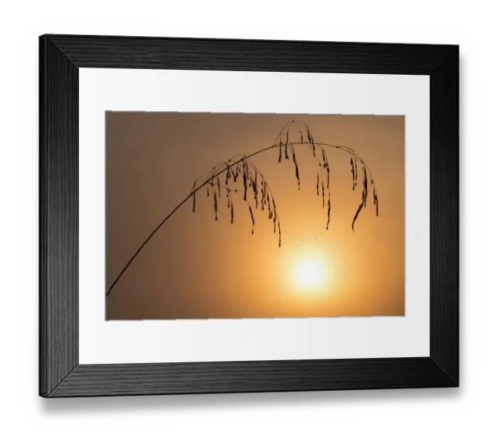 Framed Print : Dewy grass stem, backlit by rising sun, Tamar Lakes, Cornwall, UK. September 2012 Framed Print : Dewy grass stem, backlit by rising sun, Tamar Lakes, Cornwall, UK. September 2012