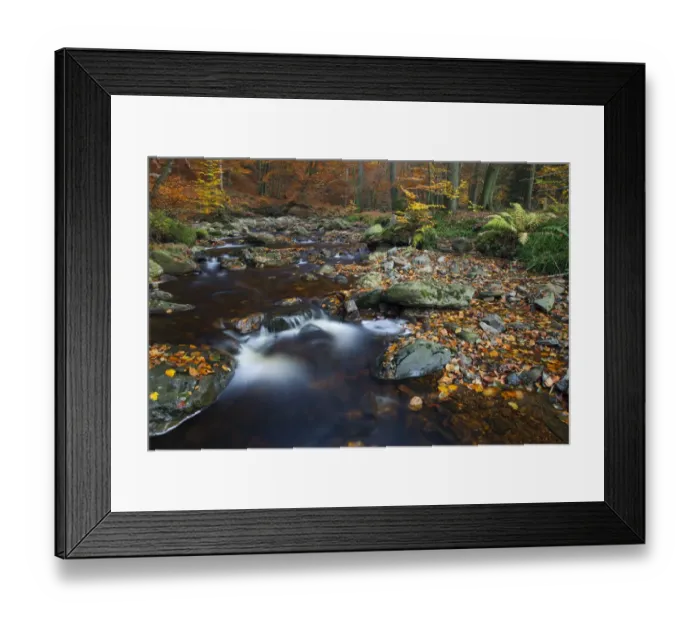 Framed Print : Hoegne river at the edge of the Hoge Venen nature reserve, in Autumn colours Framed Print : Hoegne river at the edge of the Hoge Venen nature reserve, in Autumn colours