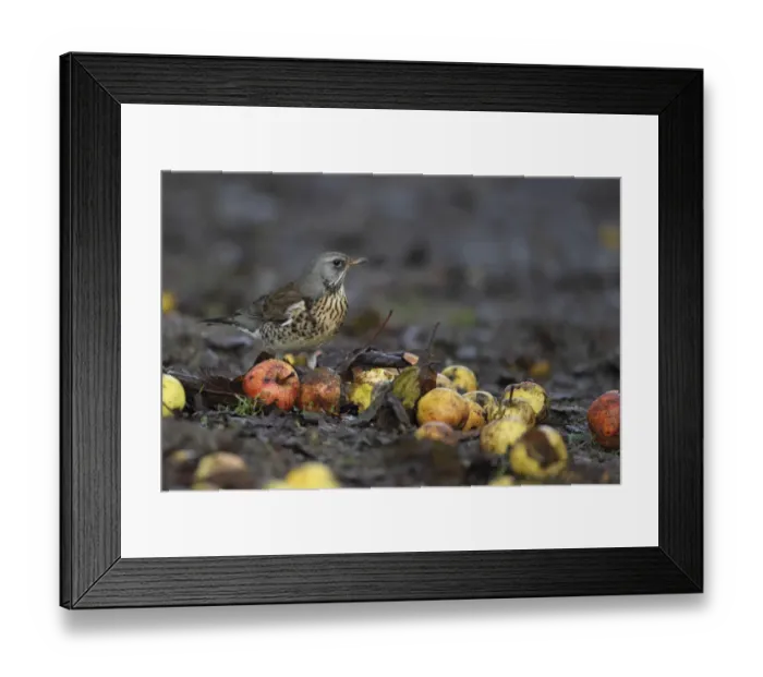 Framed Print : Fieldfare (Turdus pilaris) among windfall apples. Strumpshaw Fen RSPB, Norfolk, UK, November Framed Print : Fieldfare (Turdus pilaris) among windfall apples. Strumpshaw Fen RSPB, Norfolk, UK, November