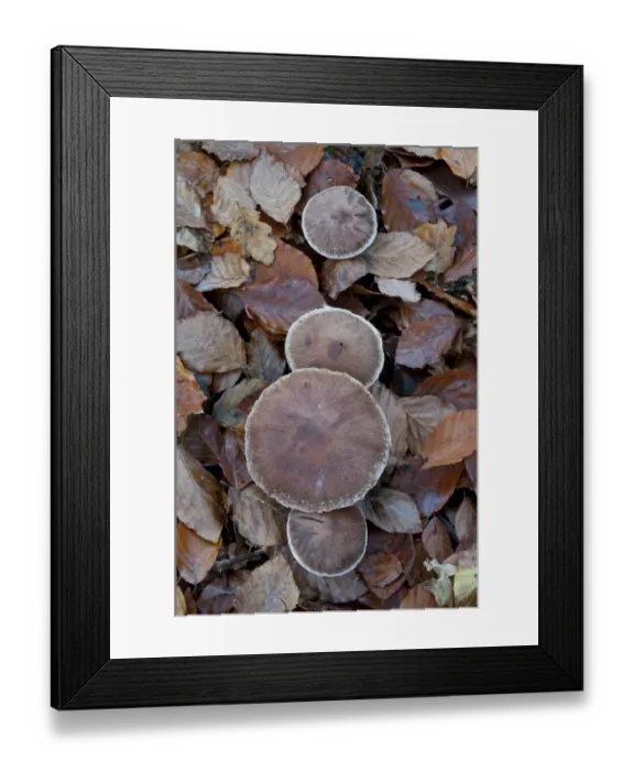 Framed Print : Earthy Webcap (Cortinarius hinnuleus) toadstools growing among leaf litter, Sussex, England Framed Print : Earthy Webcap (Cortinarius hinnuleus) toadstools growing among leaf litter, Sussex, England