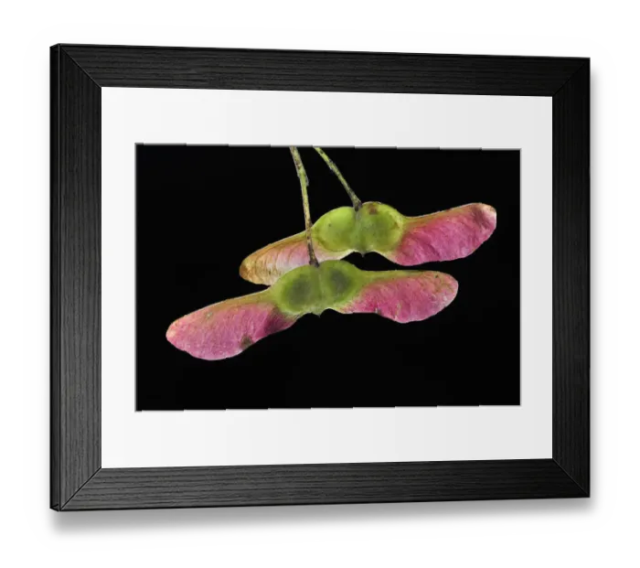 Framed Print : Field maple (Acer campestre) ripening in autumn. Dorset, UK October Framed Print : Field maple (Acer campestre) ripening in autumn. Dorset, UK October