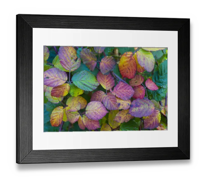 Framed Print : Autumn bramble leaves (Rubus fruticosa) Hindringham, North Norfolk, England Framed Print : Autumn bramble leaves (Rubus fruticosa) Hindringham, North Norfolk, England
