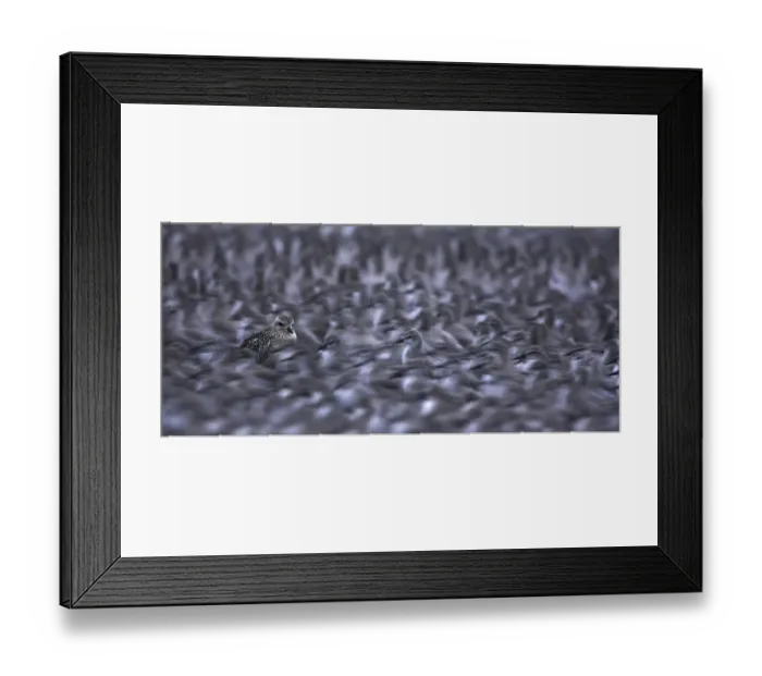 Framed Print : Knot (Calidris canutus) and grey plover (Pluvialis squatarola) roost at high tide Framed Print : Knot (Calidris canutus) and grey plover (Pluvialis squatarola) roost at high tide