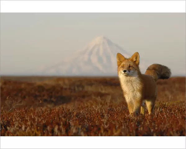 Red Fox (Vulpes vulpes) portrait in autumn grass, with Kronotsky Volcano on the horizon