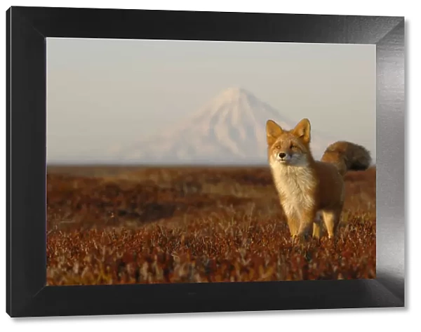 Red Fox (Vulpes vulpes) portrait in autumn grass, with Kronotsky Volcano on the horizon