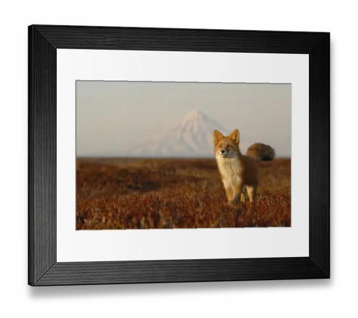 Framed Print : Red Fox (Vulpes vulpes) portrait in autumn grass, with Kronotsky Volcano on the horizon