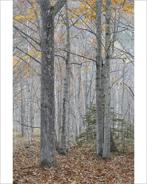 Forest in autumn, Acadia National Park, Maine, November