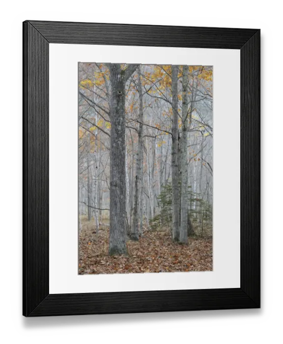 Framed Print : Forest in autumn, Acadia National Park, Maine, November Framed Print : Forest in autumn, Acadia National Park, Maine, November