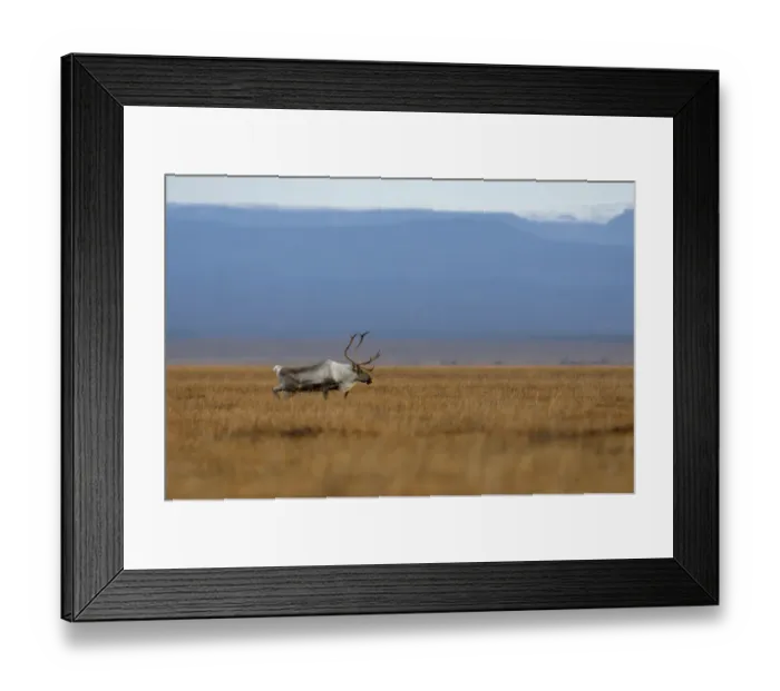 Framed Print : Male Reindeer (Rangifer tarandus) on autumn tundra. Kronotsky Zapovednik Nature Reserve Framed Print : Male Reindeer (Rangifer tarandus) on autumn tundra. Kronotsky Zapovednik Nature Reserve