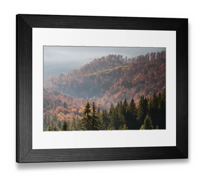 Framed Print : Mixed Common beech (Fagus sylvatica) and Spruce (Picea abies) forests in autum colours Framed Print : Mixed Common beech (Fagus sylvatica) and Spruce (Picea abies) forests in autum colours