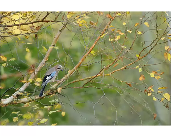 Jay (Garrulus glandarius) perched on branch with birch with autumn leaves, Kent, UK