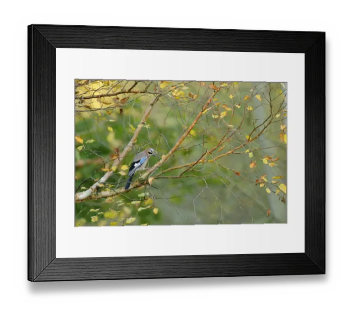 Framed Print : Jay (Garrulus glandarius) perched on branch with birch with autumn leaves, Kent, UK Framed Print : Jay (Garrulus glandarius) perched on branch with birch with autumn leaves, Kent, UK