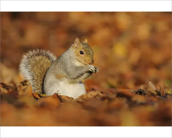 Grey Squirrel (Sciurus carolinensis) feeding among autumn leaves, Kent, UK. November 2012