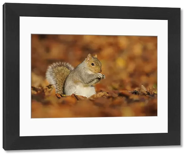 Grey Squirrel (Sciurus carolinensis) feeding among autumn leaves, Kent, UK. November 2012