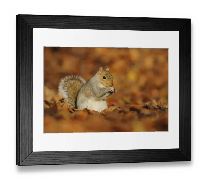 Framed Print : Grey Squirrel (Sciurus carolinensis) feeding among autumn leaves, Kent, UK. November 2012 Framed Print : Grey Squirrel (Sciurus carolinensis) feeding among autumn leaves, Kent, UK. November 2012