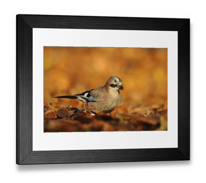 Framed Print : Jay (Garrulus glandarius) amongst autumn leaves, Kent, UK. November 2012 Framed Print : Jay (Garrulus glandarius) amongst autumn leaves, Kent, UK. November 2012