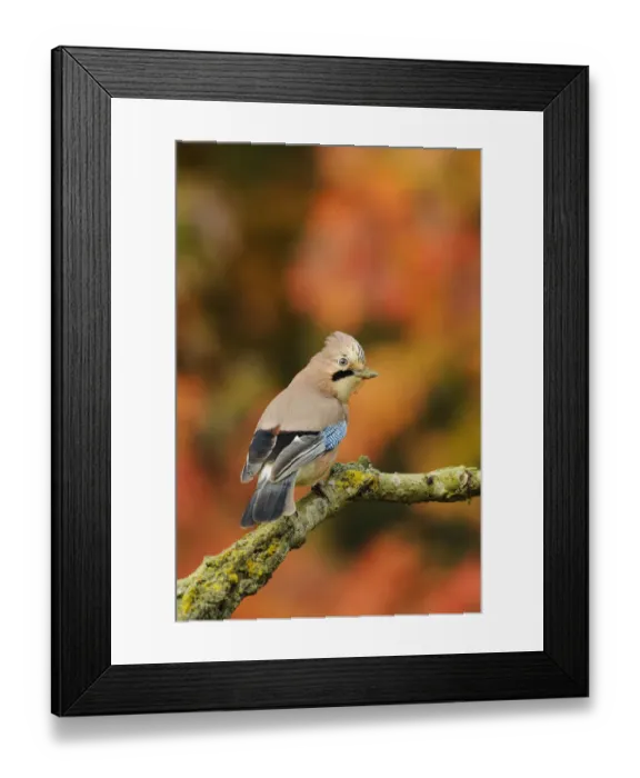 Framed Print : Jay (Garrulus glandarius) perched on dead branch in autumn, Kent, UK. October 2012