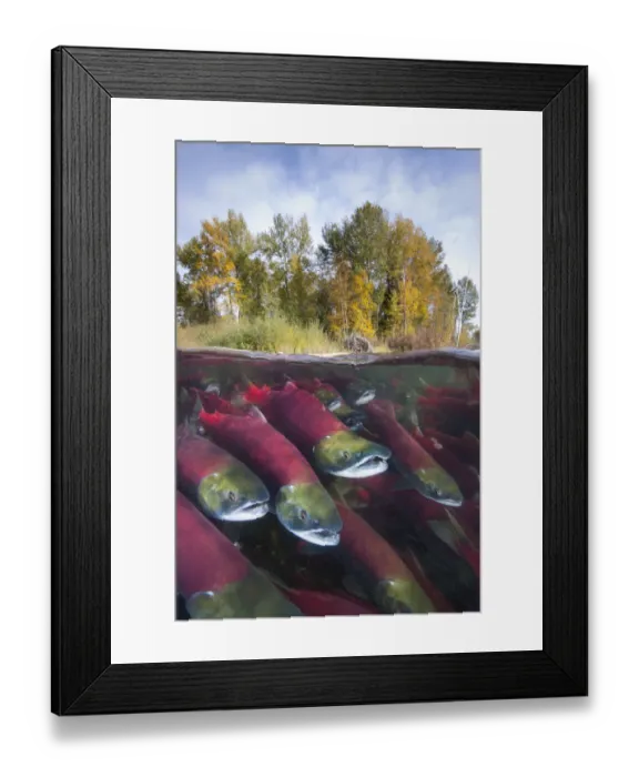 Framed Print : A split level photo of group of Sockeye salmon (Oncorhynchus nerka) fighting their Framed Print : A split level photo of group of Sockeye salmon (Oncorhynchus nerka) fighting their