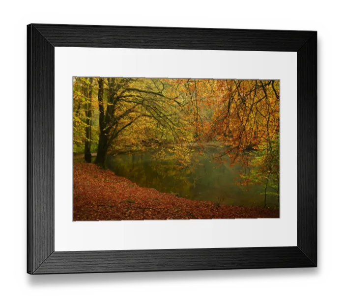 Framed Print : Beech trees (Fagus sylvaticus) and pond in autumn, Waggoners Wells, Surrey, England, UK, October Framed Print : Beech trees (Fagus sylvaticus) and pond in autumn, Waggoners Wells, Surrey, England, UK, October
