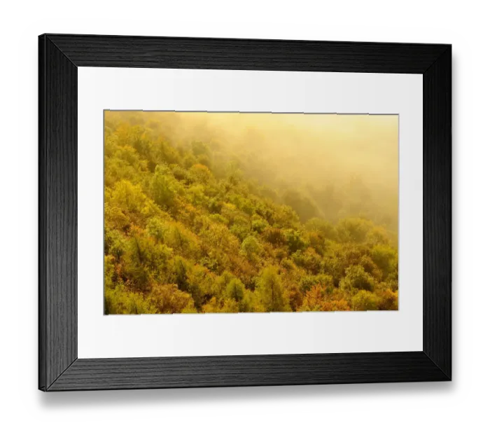 Framed Print : A misty morning over a mixed woodland in autumn. Kinnoull Hill Woodland Park, Perthshire Framed Print : A misty morning over a mixed woodland in autumn. Kinnoull Hill Woodland Park, Perthshire