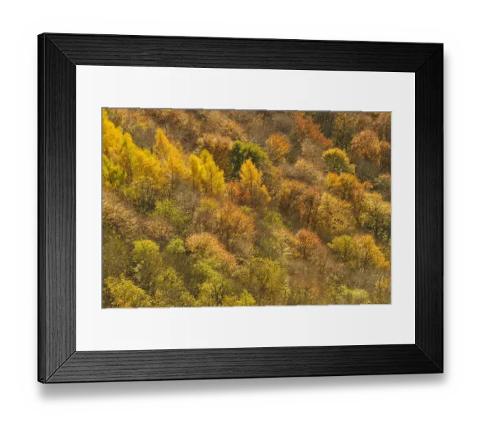 Framed Print : Dawn light over a mixed woodland in autumn. Kinnoull Hill Woodland Park, Perthshire Framed Print : Dawn light over a mixed woodland in autumn. Kinnoull Hill Woodland Park, Perthshire