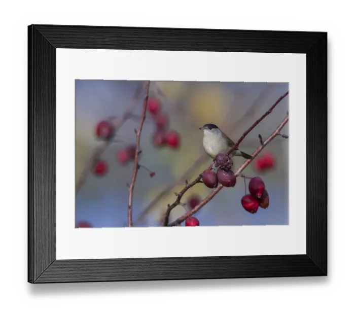 Framed Print : Blackcap (Sylvia atricapilla) male in autumn with rose hips, central Finland, October Framed Print : Blackcap (Sylvia atricapilla) male in autumn with rose hips, central Finland, October