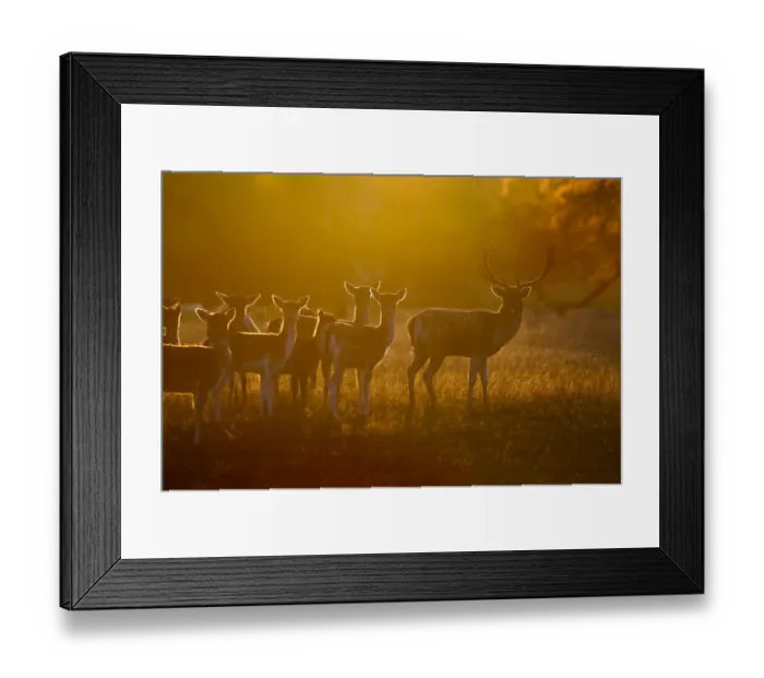 Framed Print : Fallow deer (Dama dama) herd at dawn, Holkham, Norfolk, England, UK, October Framed Print : Fallow deer (Dama dama) herd at dawn, Holkham, Norfolk, England, UK, October