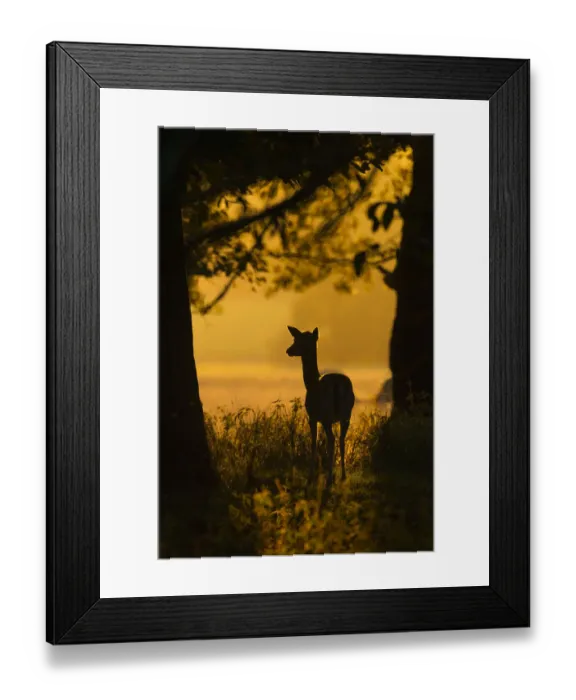 Framed Print : RF- Fallow deer (Dama dama) doe at sunrise during rut, Deer Park, Holkham, Norfolk, UK, October Framed Print : RF- Fallow deer (Dama dama) doe at sunrise during rut, Deer Park, Holkham, Norfolk, UK, October