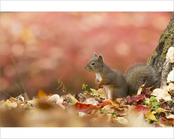 Japanese squirrel (Sciurus lis) portrait with autumn leaves, Mount Yatsugatake, Nagano Prefecture