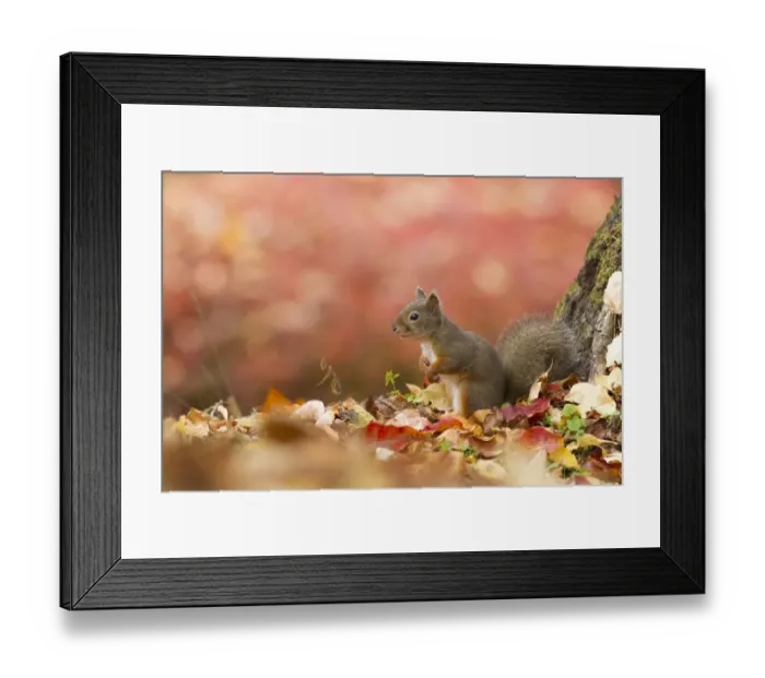 Framed Print : Japanese squirrel (Sciurus lis) portrait with autumn leaves, Mount Yatsugatake, Nagano Prefecture Framed Print : Japanese squirrel (Sciurus lis) portrait with autumn leaves, Mount Yatsugatake, Nagano Prefecture