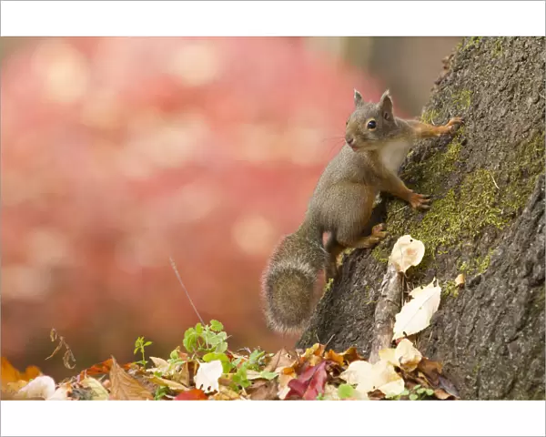 Japanese squirrel (Sciurus lis) portrait with autumn leaves, Mount Yatsugatake, Nagano Prefecture