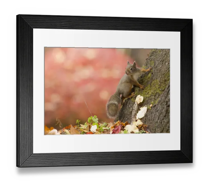 Framed Print : Japanese squirrel (Sciurus lis) portrait with autumn leaves, Mount Yatsugatake, Nagano Prefecture