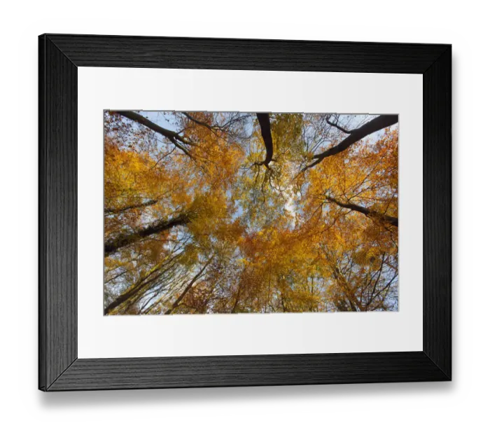 Framed Print : Low angle shot up into Beech tree canopy in Autumn, Holkham, Norfolk Framed Print : Low angle shot up into Beech tree canopy in Autumn, Holkham, Norfolk