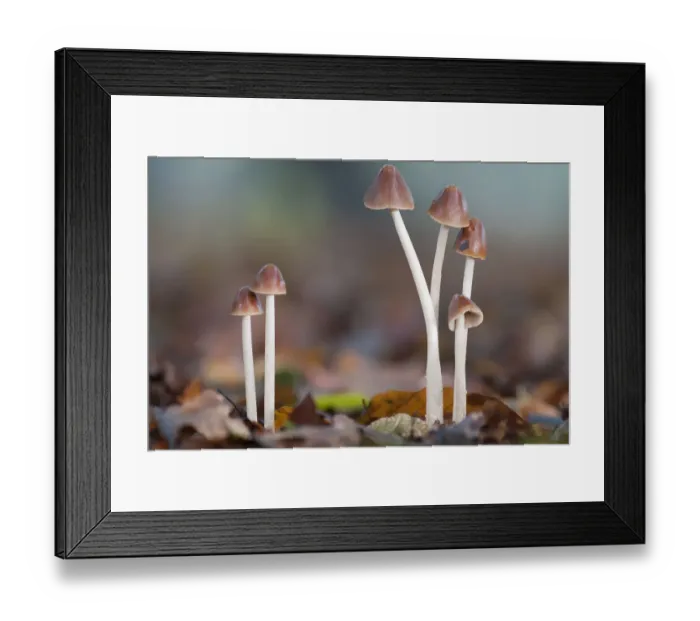 Framed Print : Conical Brittlestem mushrooms (Psathyrella conopilus), Peerdsbos, Brasschaat, Belgium, October Framed Print : Conical Brittlestem mushrooms (Psathyrella conopilus), Peerdsbos, Brasschaat, Belgium, October