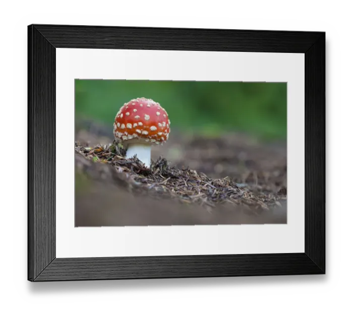 Framed Print : Fly Agaric (Amanita muscaria), Peak District National Park, Derbyshire, UK. October Framed Print : Fly Agaric (Amanita muscaria), Peak District National Park, Derbyshire, UK. October