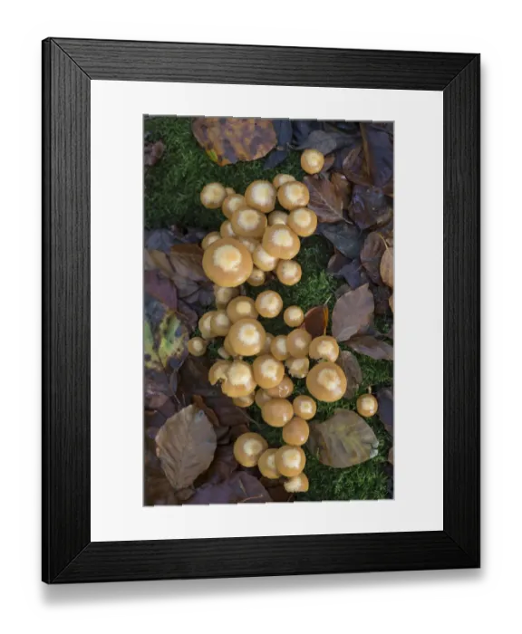 Framed Print : Sheathed Woodtuft fungi (Kuehneromyces mutabilis) Surrey, England, UK, November Framed Print : Sheathed Woodtuft fungi (Kuehneromyces mutabilis) Surrey, England, UK, November