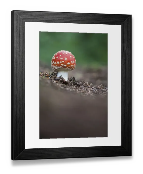 Framed Print : Fly Agaric (Amanita muscaria), Peak District National Park, Derbyshire, UK. October