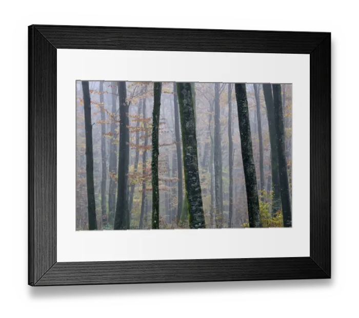 Framed Print : Misty Beech (Fagus sylvatica) forest in autumn, Vosges mountains, France, November 2013 Framed Print : Misty Beech (Fagus sylvatica) forest in autumn, Vosges mountains, France, November 2013