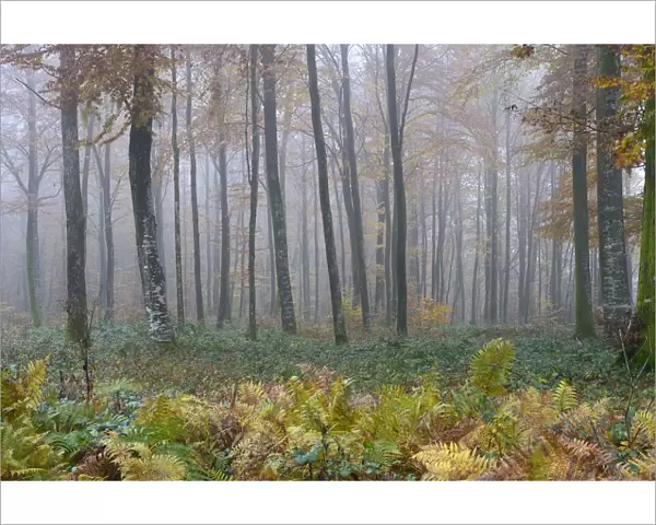 Misty Beech (Fagus sylvatica) forest in autumn, Vosges mountains, France, November 2013