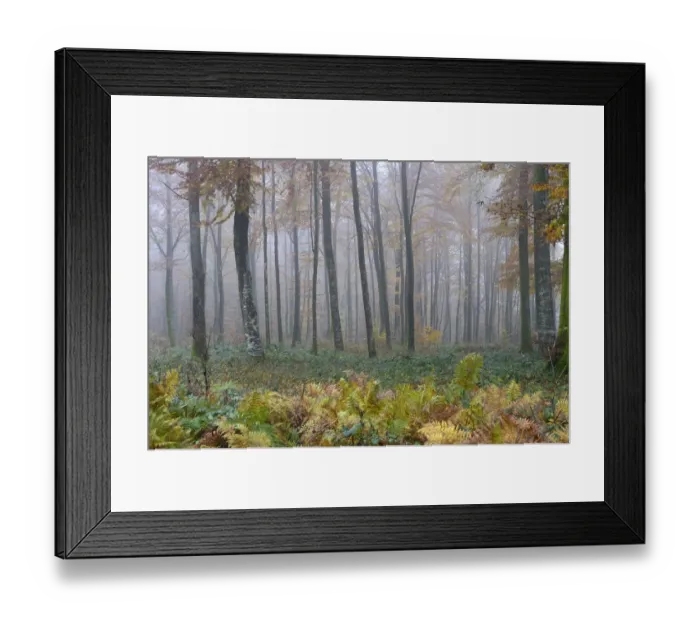 Framed Print : Misty Beech (Fagus sylvatica) forest in autumn, Vosges mountains, France, November 2013 Framed Print : Misty Beech (Fagus sylvatica) forest in autumn, Vosges mountains, France, November 2013