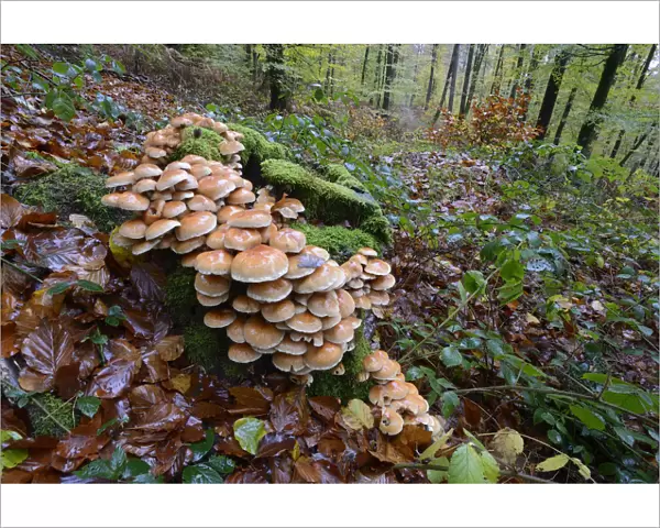 Toadstoosl on tree stump in forest, Vosges, France, November 2013
