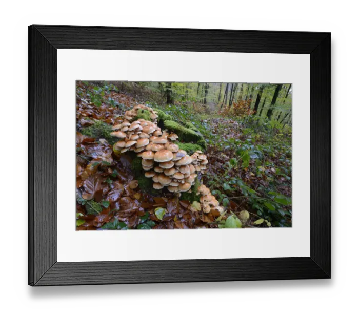 Framed Print : Toadstoosl on tree stump in forest, Vosges, France, November 2013 Framed Print : Toadstoosl on tree stump in forest, Vosges, France, November 2013