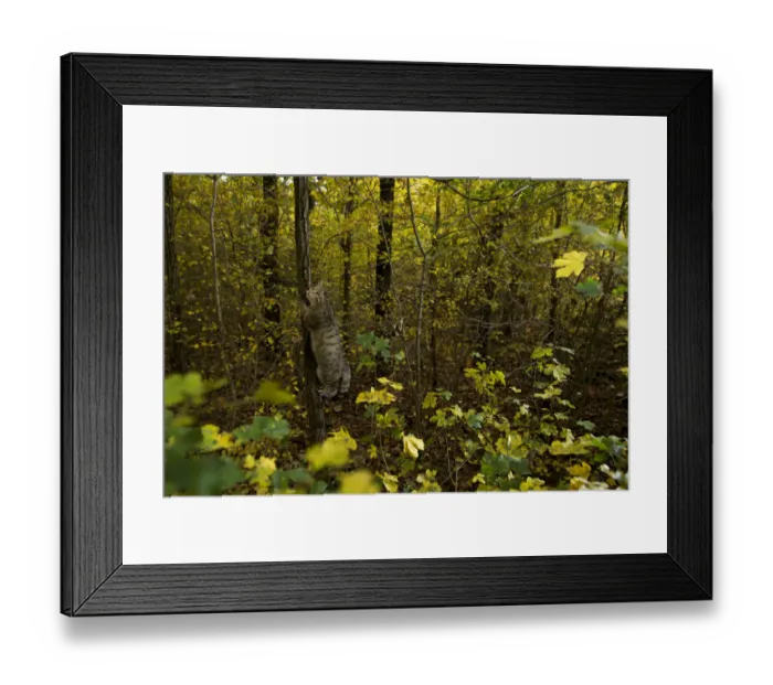 Framed Print : Wild cat (Felis silvestris) climbing tree in autumn, Black Forest, Baden-Wurttemberg, Germany Framed Print : Wild cat (Felis silvestris) climbing tree in autumn, Black Forest, Baden-Wurttemberg, Germany